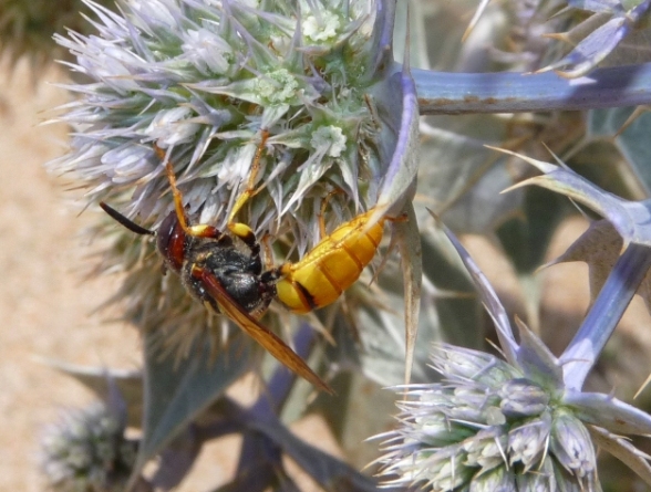 Philanthus triangulum e Philanthus venustus (Crabronidae)